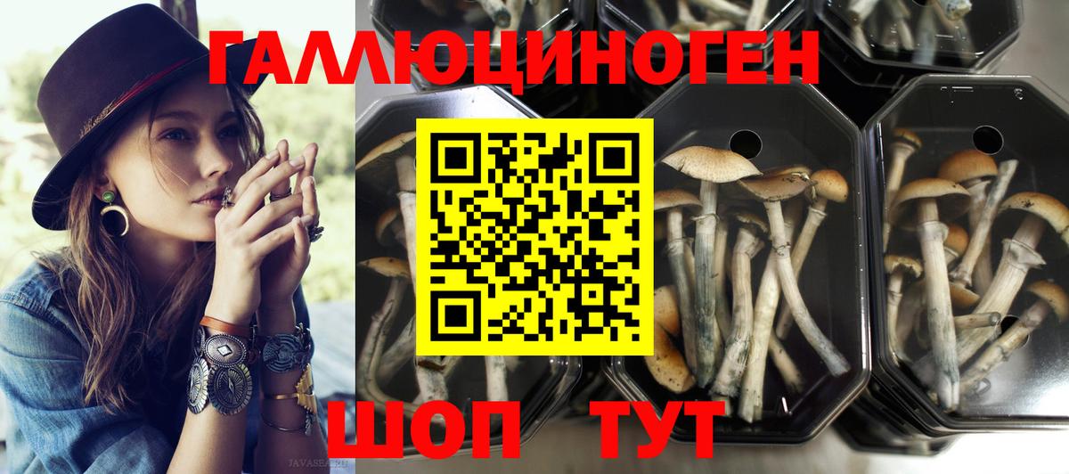 Псилоцибиновые грибы Psilocybe Ирбит